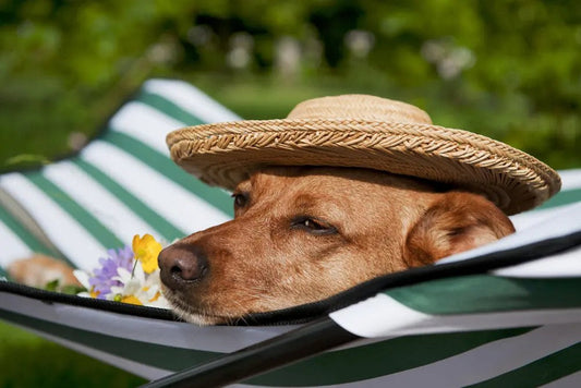 Blog: Safe & Happy Travel Tips